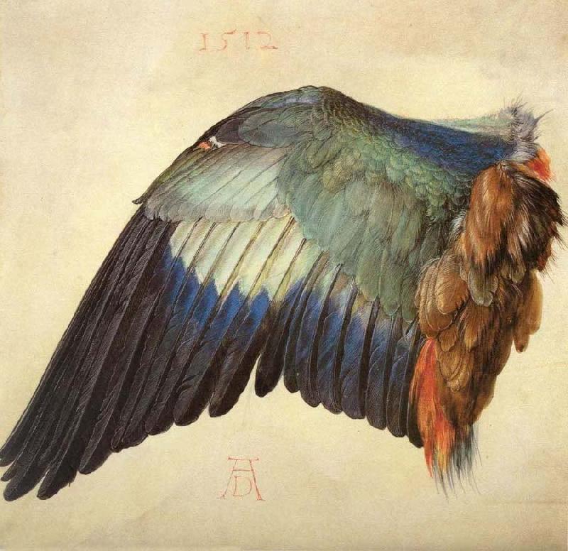 Albrecht Durer Wing of a Blue Roller oil painting picture